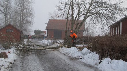 Bo Buhre sågar hassel.
